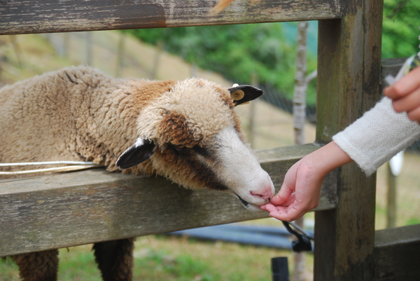 清境農場青青草原:青青草原之羊咩咩好現實篇