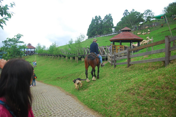 清境農場青青草原:青青草原之羊咩咩好現實篇