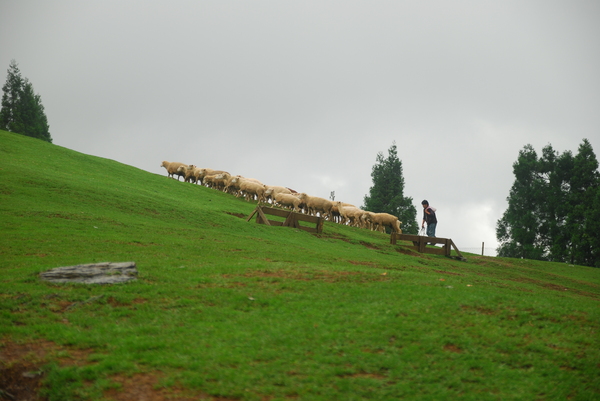 清境農場青青草原:青青草原之羊咩咩好現實篇