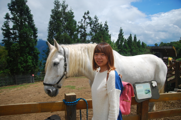 清境農場青青草原:青青草原之羊咩咩好現實篇