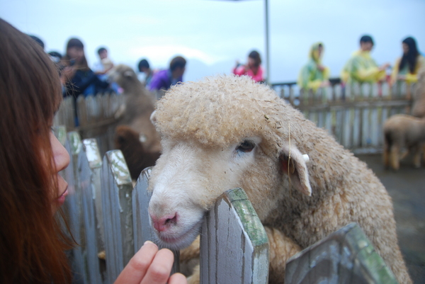 清境農場青青草原:青青草原之羊咩咩好現實篇