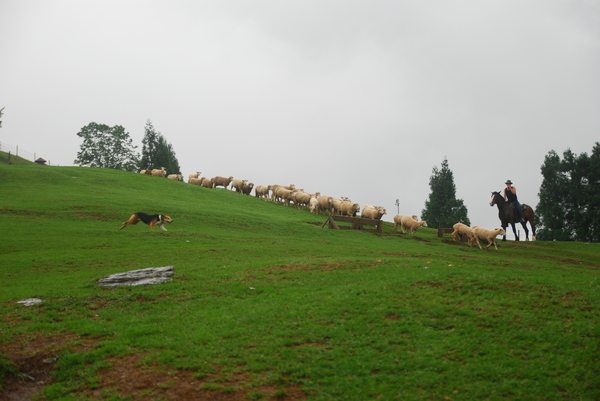 清境農場青青草原:青青草原之羊咩咩好現實篇