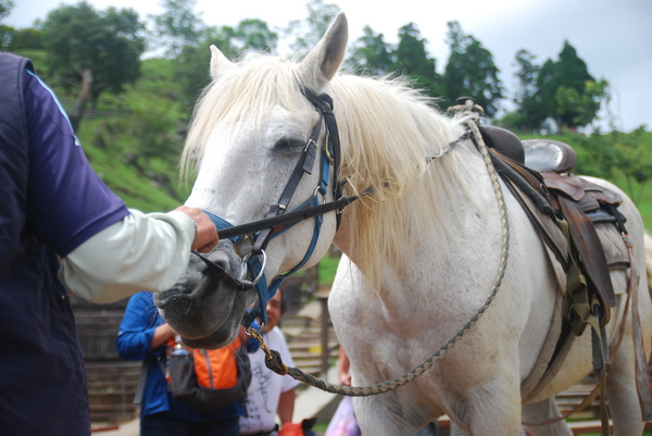 清境農場青青草原:青青草原之羊咩咩好現實篇