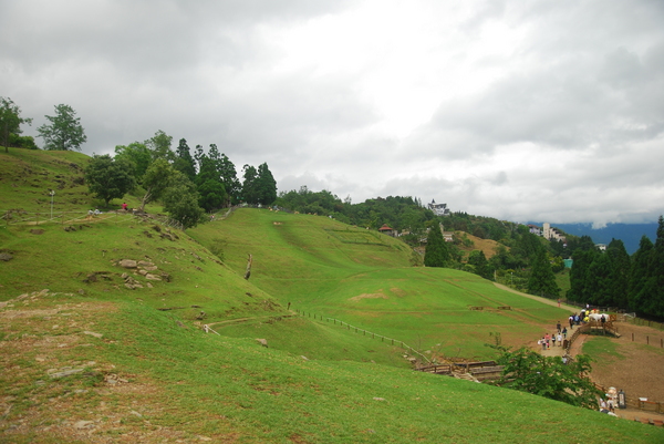 清境農場青青草原:青青草原之羊咩咩好現實篇