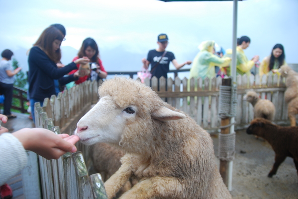 清境農場青青草原:青青草原之羊咩咩好現實篇