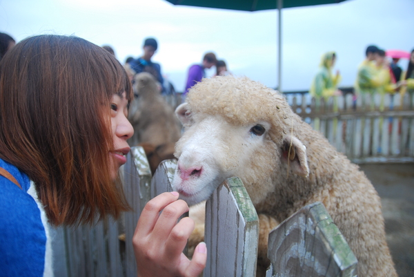 清境農場青青草原:青青草原之羊咩咩好現實篇
