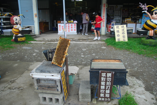 清境農場青青草原:青青草原之羊咩咩好現實篇