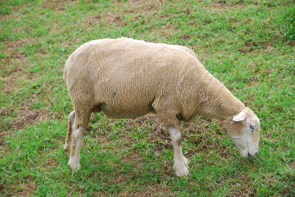 清境農場青青草原:青青草原之羊咩咩好現實篇