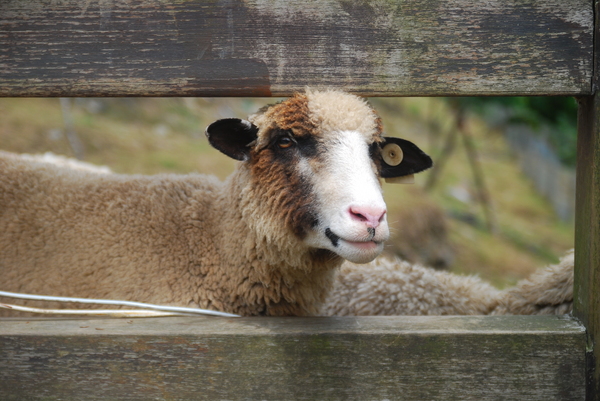 清境農場青青草原:青青草原之羊咩咩好現實篇
