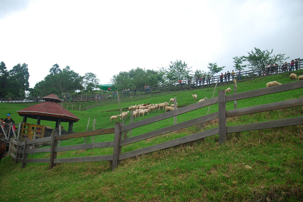 清境農場青青草原:青青草原之羊咩咩好現實篇