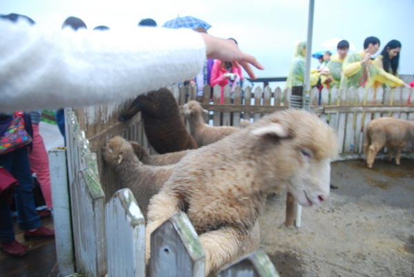 清境農場青青草原:青青草原之羊咩咩好現實篇