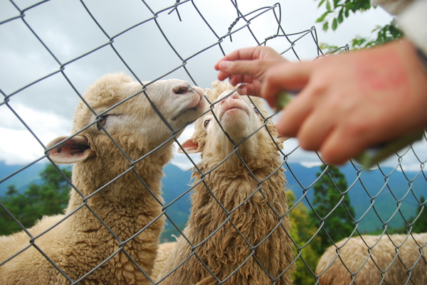 清境農場青青草原:青青草原之羊咩咩好現實篇