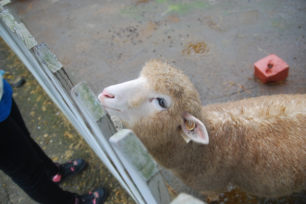 清境農場青青草原:青青草原之羊咩咩好現實篇