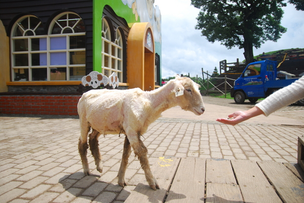 清境農場青青草原:青青草原之羊咩咩好現實篇