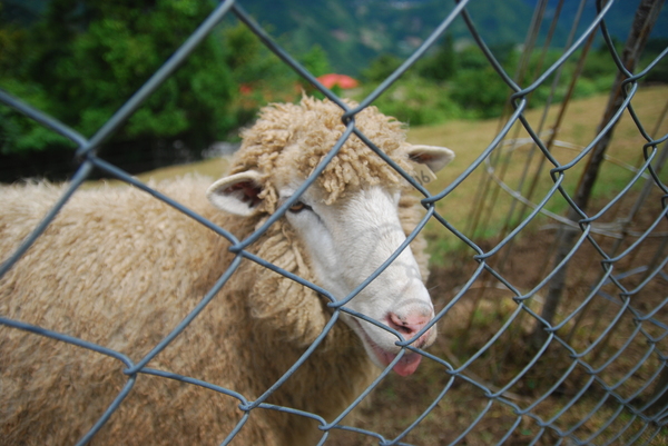 清境農場青青草原:青青草原之羊咩咩好現實篇