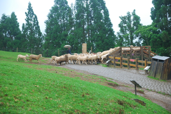 清境農場青青草原:青青草原之羊咩咩好現實篇