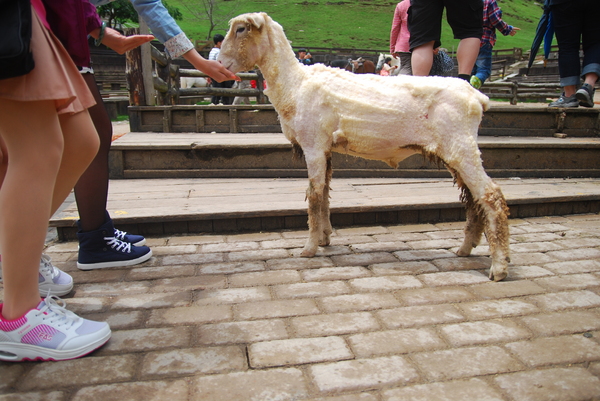 清境農場青青草原:青青草原之羊咩咩好現實篇