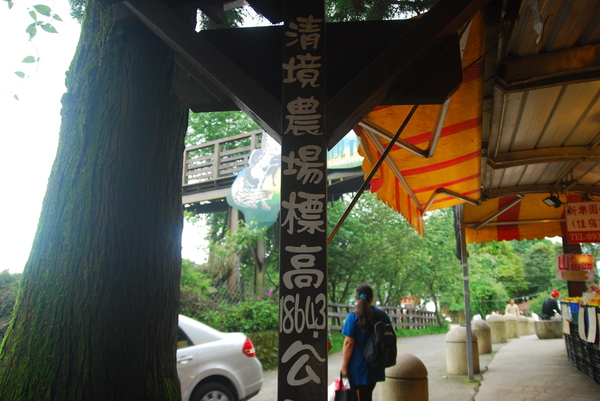 清境農場青青草原:青青草原之羊咩咩好現實篇