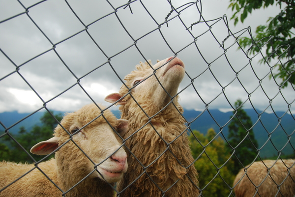 清境農場青青草原:青青草原之羊咩咩好現實篇