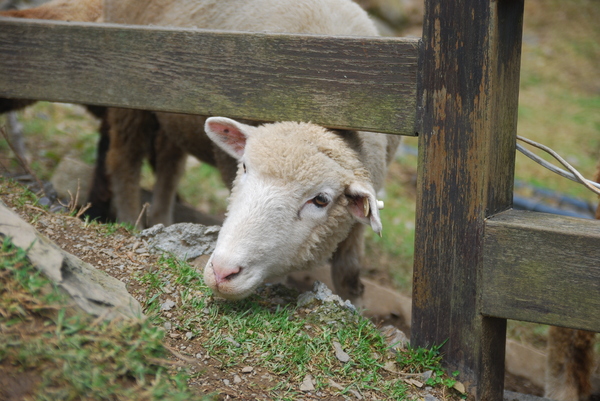 清境農場青青草原:青青草原之羊咩咩好現實篇