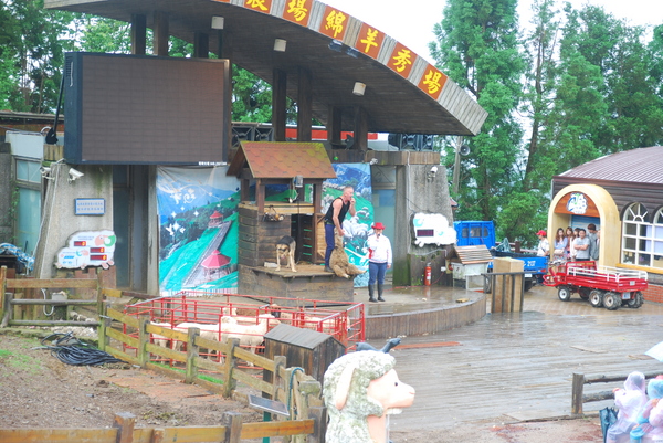 清境農場青青草原:青青草原之羊咩咩好現實篇