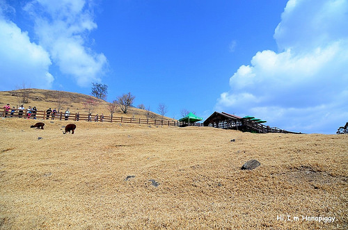 清境農場(72)