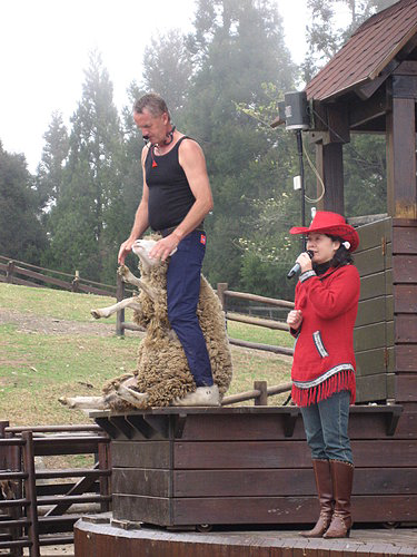 清境農場青青草原:清境農場親子遊