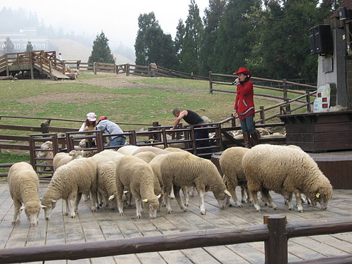 清境農場青青草原:清境農場親子遊