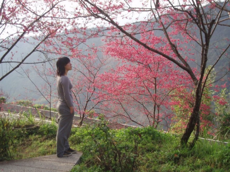 清境農場青青草原:清境農場親子遊