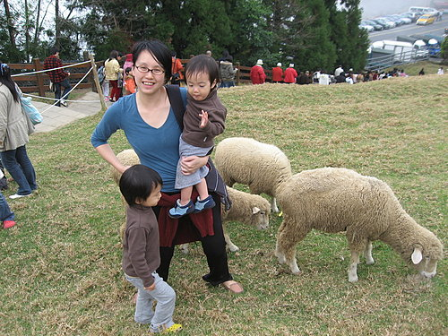 清境農場青青草原:清境農場親子遊