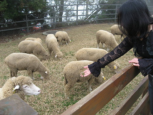 清境農場青青草原:清境農場親子遊