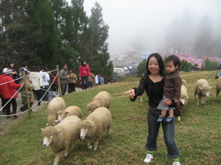 清境農場青青草原:清境農場親子遊