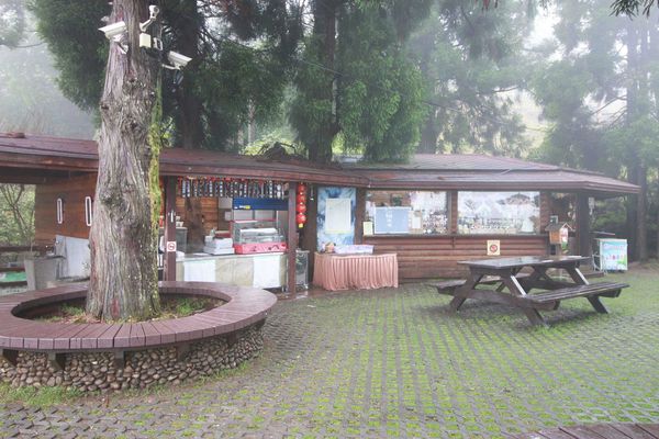 清境農場-青青草原-近距離體驗羊咩咩