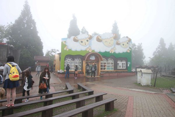 清境農場-青青草原-近距離體驗羊咩咩