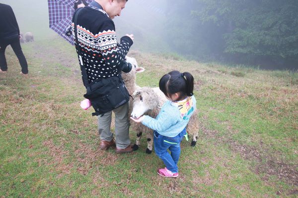 清境農場-青青草原-近距離體驗羊咩咩