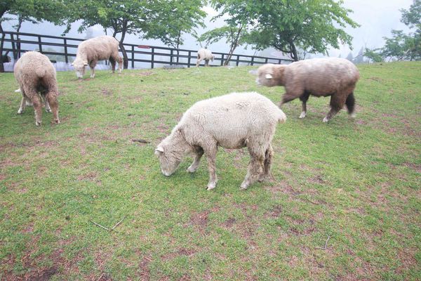 清境農場-青青草原-近距離體驗羊咩咩