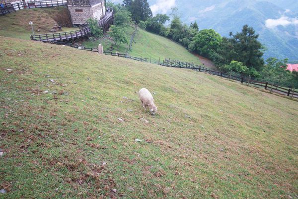 清境農場-青青草原-近距離體驗羊咩咩