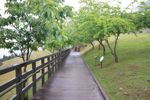 清境農場-青青草原-近距離體驗羊咩咩