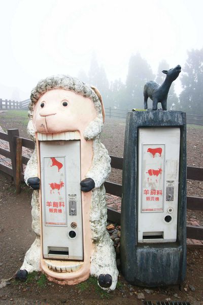 清境農場-青青草原-近距離體驗羊咩咩
