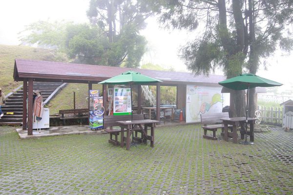 清境農場-青青草原-近距離體驗羊咩咩