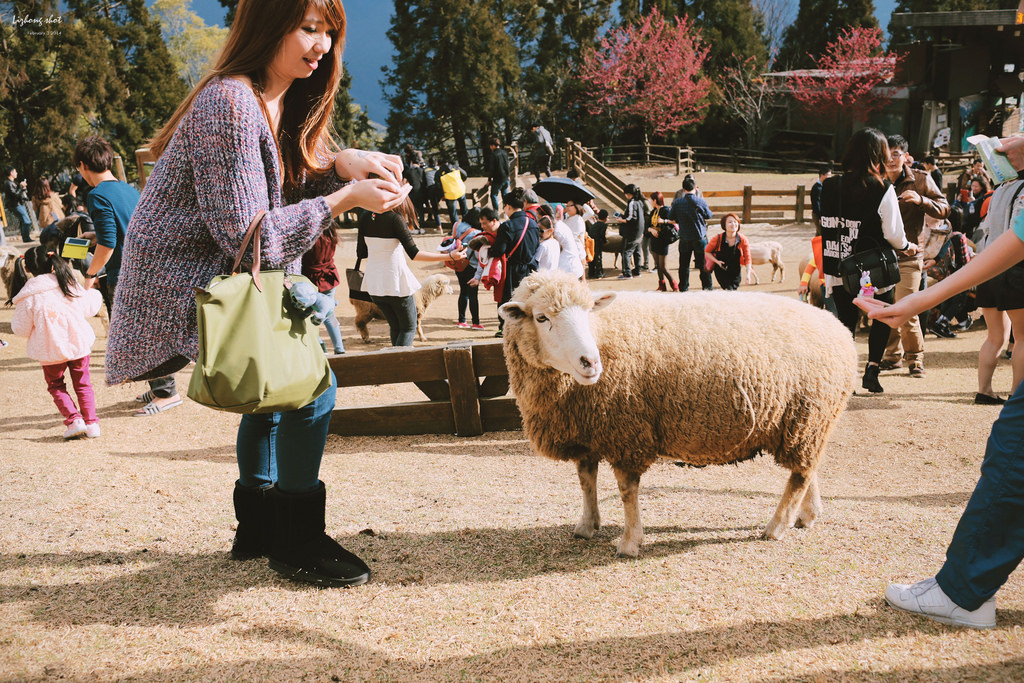 清境農場的暴走紀實