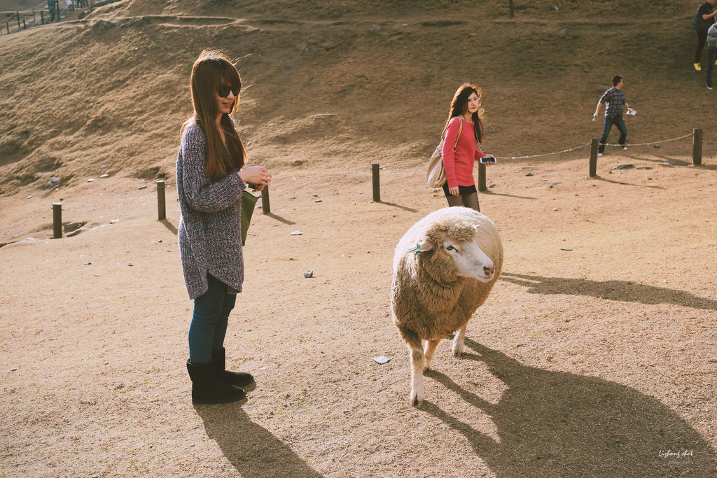 清境農場的暴走紀實