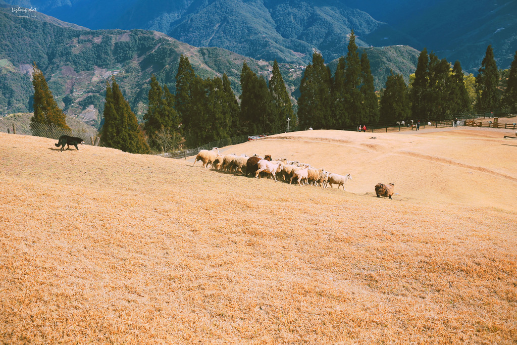 清境農場的暴走紀實