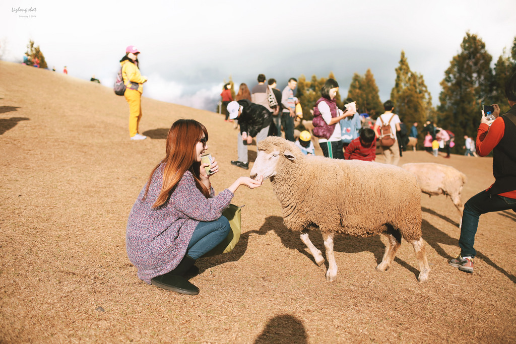 清境農場的暴走紀實