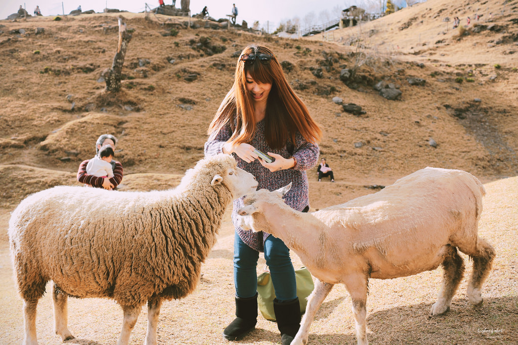 清境農場的暴走紀實