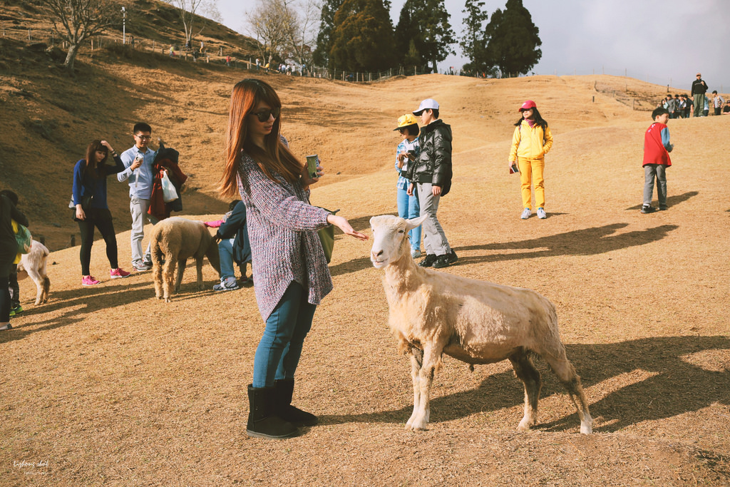清境農場的暴走紀實