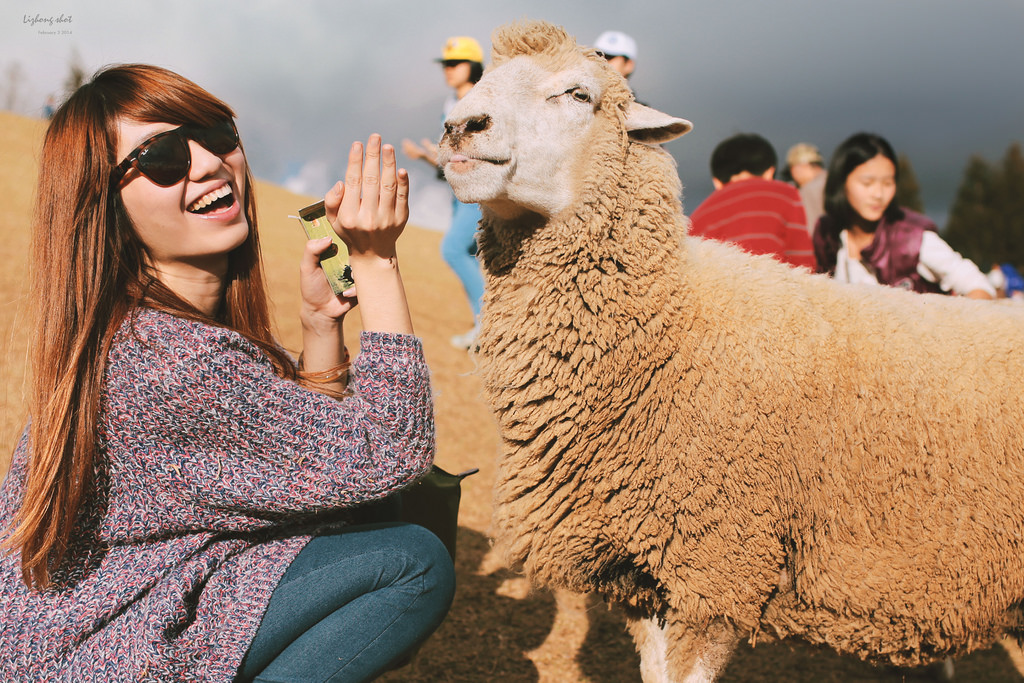 清境農場的暴走紀實