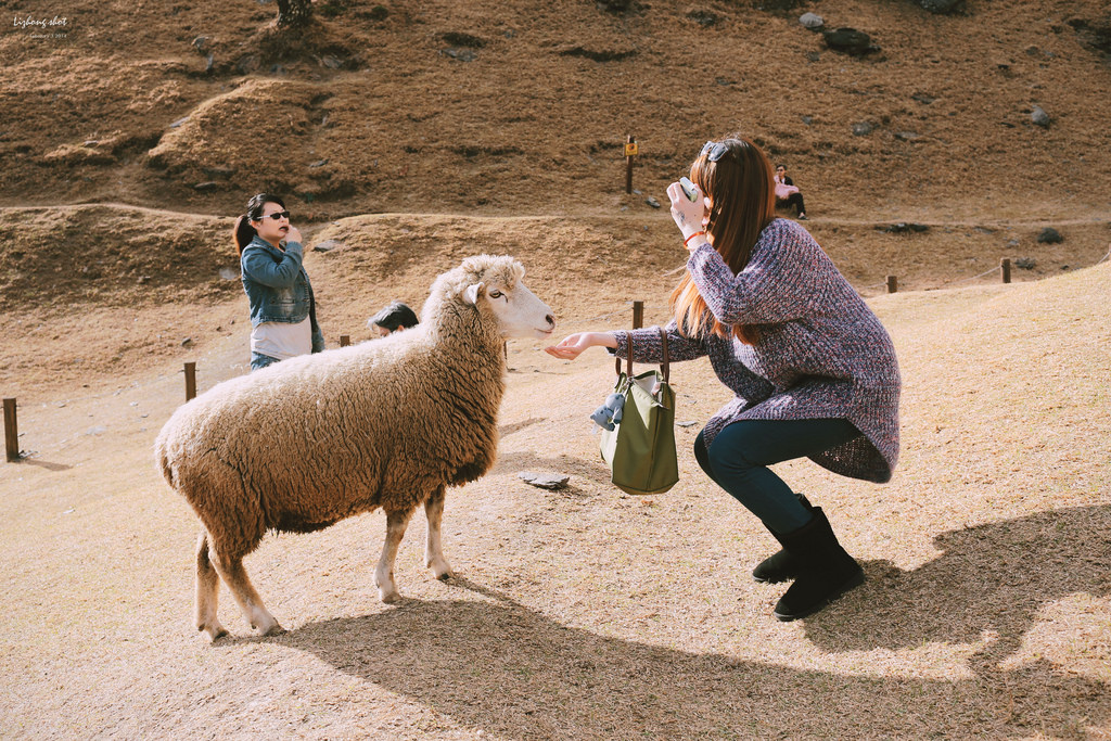 清境農場的暴走紀實