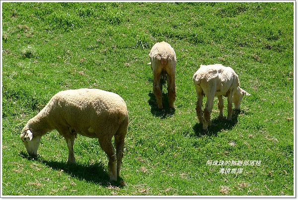 清境農場37.JPG