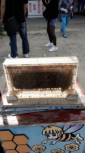 清境農場：【羽諾遊記】清境農場一日遊